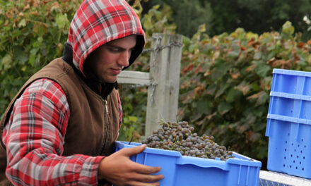 Wineries on the Great River Road