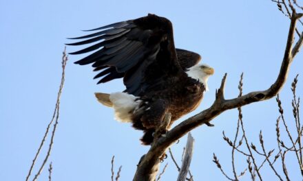 Birding on the Great River Road