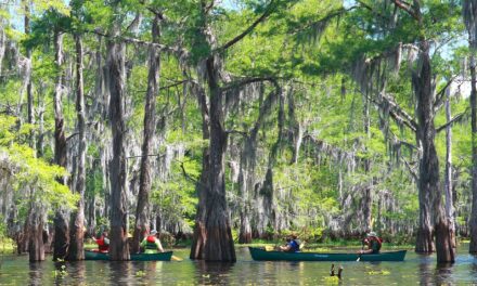 Exciting Louisiana Swamp Tours Along The Atchafalaya River Valley!