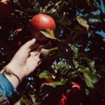 Best Apple Orchards Along Lake Champlain in the Richelieu River Valley