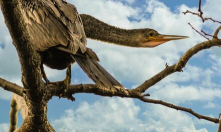 Birding on the Great River Road
